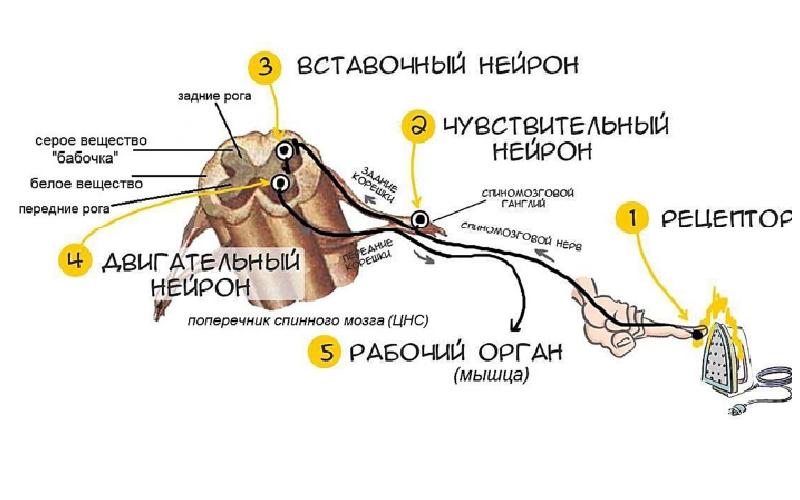 Периферическая нервная система презентация анатомия