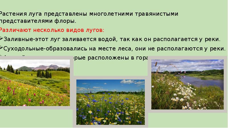 Кормовые травы. Пойменные и суходольные луга. Общий вид луга. Типы растительности луга. Луговая экосистема.