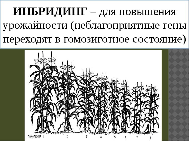 Методы селекции растений презентация 10 класс