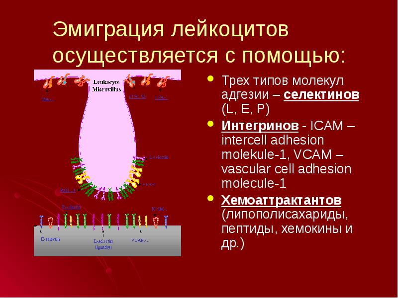 Воспаление 2. Эмиграция лейкоцитов. Лейкоцитарные молекулы адгезии. Роль молекул адгезии в эмиграции лейкоцитов. Хемоаттрактанты эмиграции лейкоцитов.