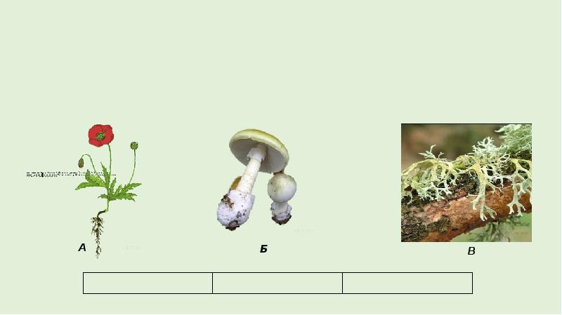 ВПР грибы лишайник растения. Представитель объекта природы гриб. Растения грибы животные ВПР. Бактерии грибы животные ВПР.