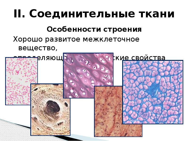 Соединительная ткань человека. Ткани человека. Слайд ткани человека. Тип клеток соединительной ткани человека 8 класс.