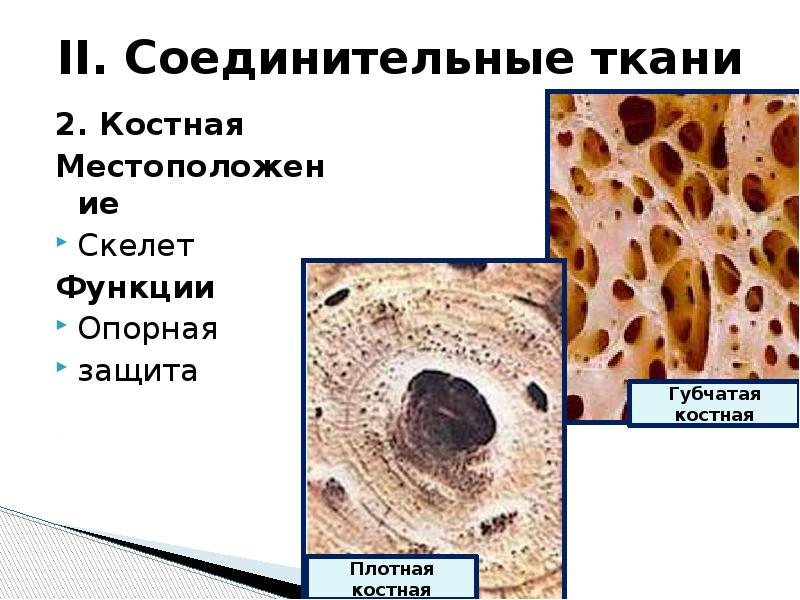 Проект ткани человека