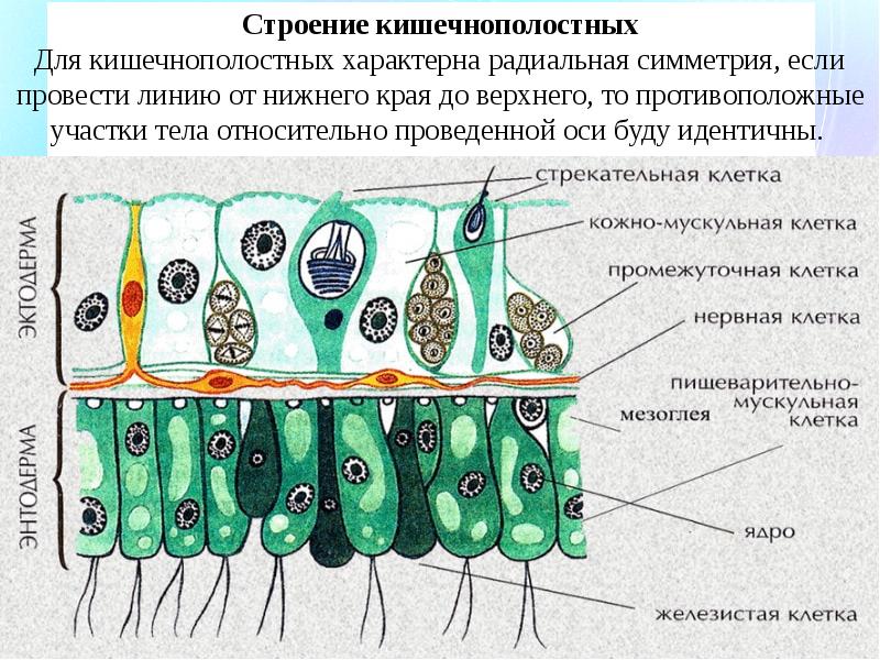 Клетки гидры рисунок