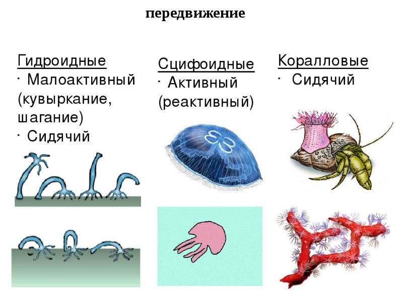 Разнообразие кишечнополостных