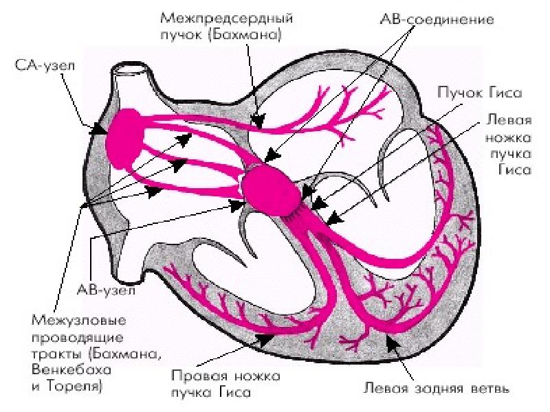 Основные части проводящей системы сердца на рисунке