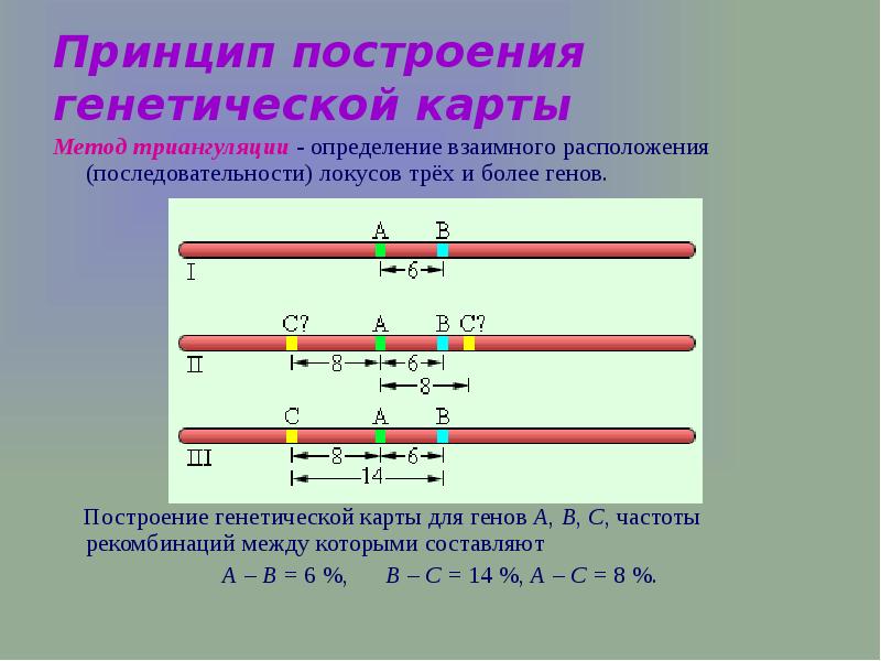 Генетическая карта локуса