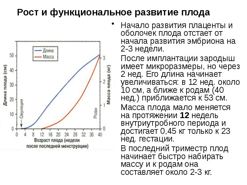 Эмбриона отстает в развитии. Возрастная физиология. плод отстает в росте на неделю.