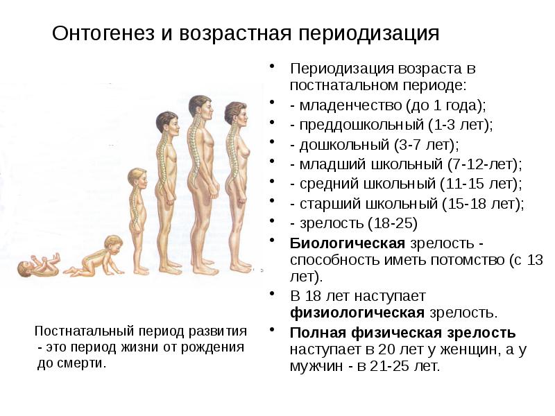 Возрастные периоды человека картинка