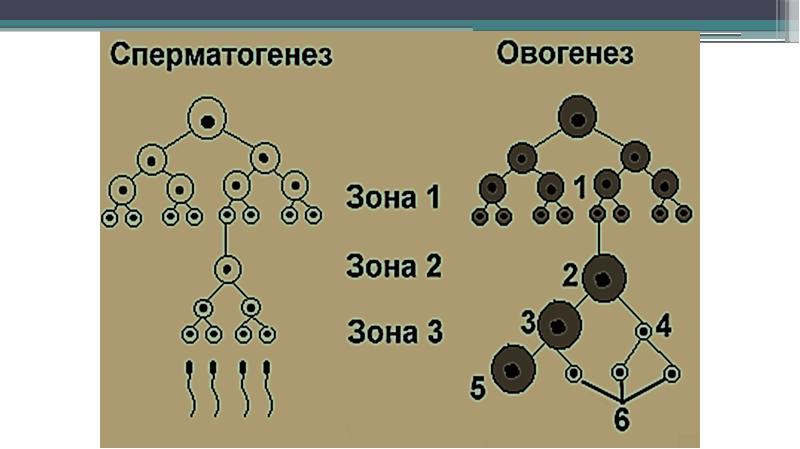 Сперматогенез, овогенез, оплодотворение