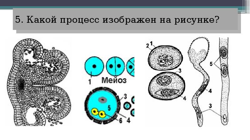 Укажите процесс изображенный на рисунке