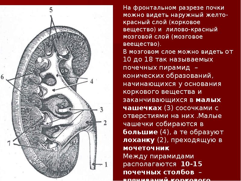 Заболевания органов мочевыделения презентация 8 класс пасечник