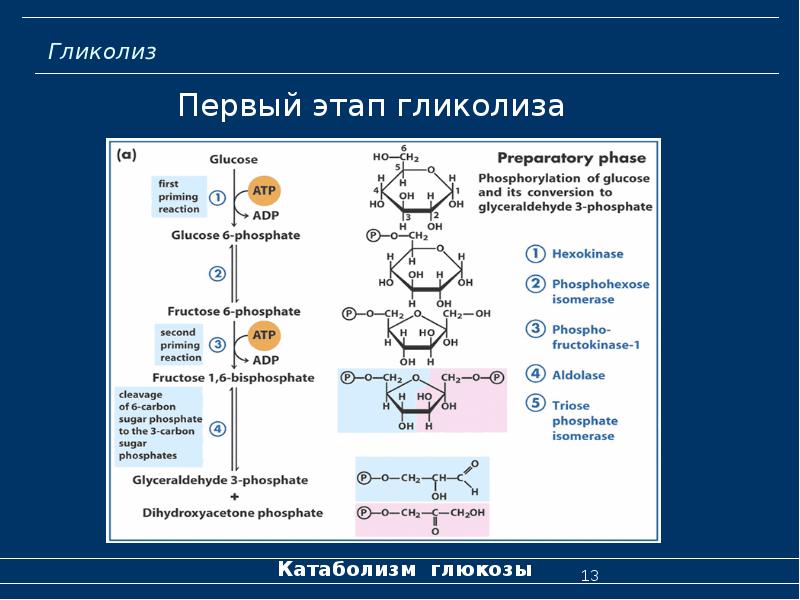 Биохимия 10 класс презентация