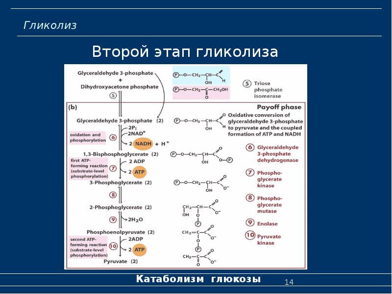 Общая схема катаболизма глюкозы