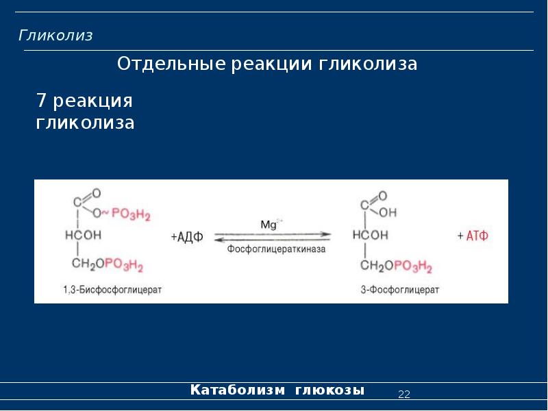 Реакция 7. Реакции второго этапа гликолиза. 7 Реакция гликолиза. 6 Реакция гликолиза. 11 Реакция анаэробного гликолиза.