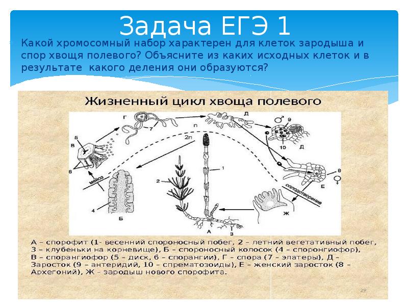 Циклы растений презентация