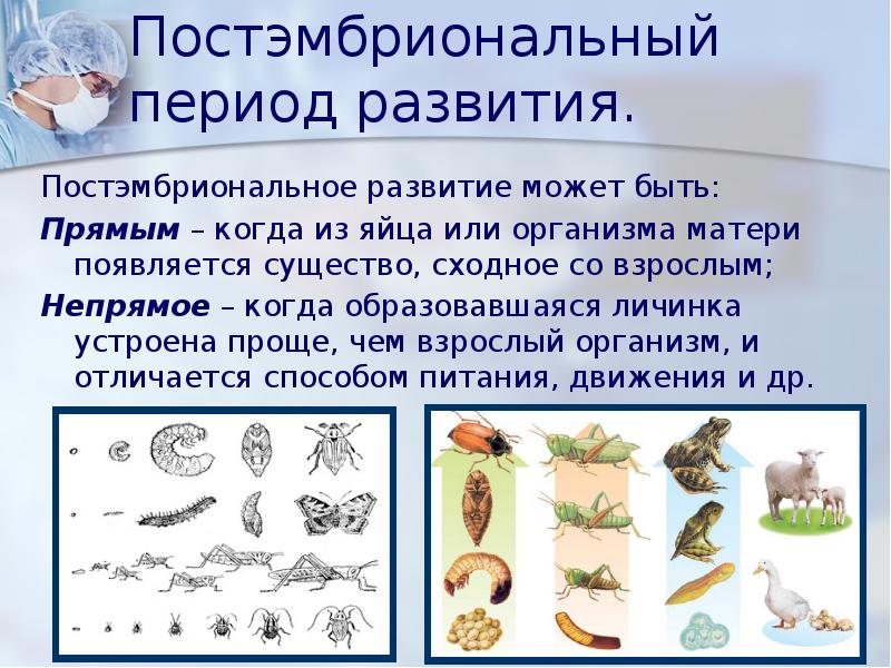 Постэмбриональный период человека таблица. Постэмбриональный период прямое и Непрямое развитие. Периоды постэмбрионального развития. Типы постэмбрионального развития. Схема постэмбрионального развития.