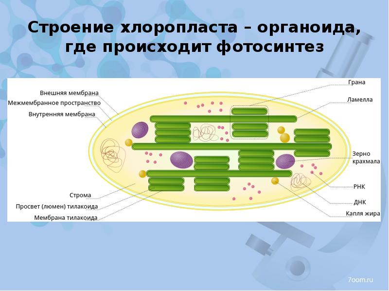 Каким номером на рисунке обозначена структура в состав которой входит липидный бислой хлоропласт