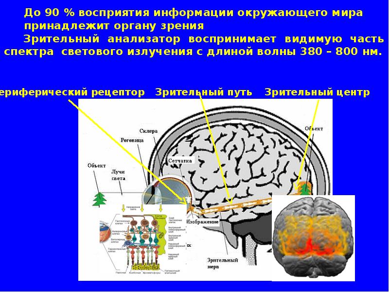 Зрительный анализатор воспринимает