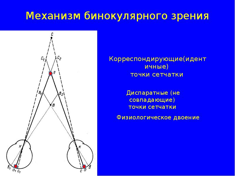 Что такое идентичные и диспаратные точки сетчатки каково их значение в восприятии изображения