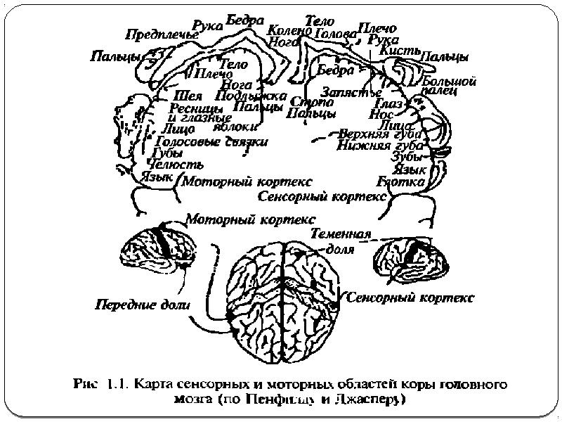 Нейропсихология как наука презентация