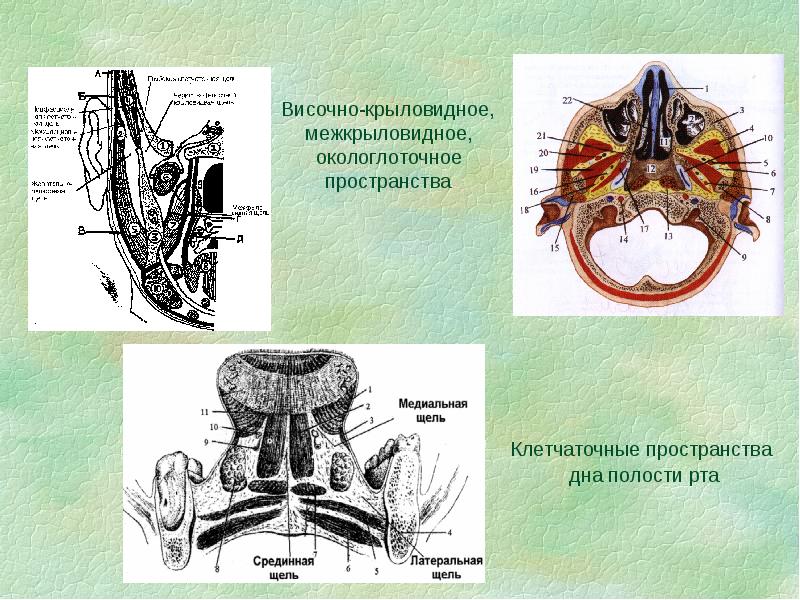 Клетчаточные пространства головы рисунок