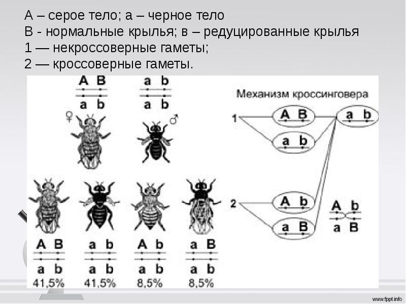 Сцепленное наследование признаков закон т моргана презентация 9 класс