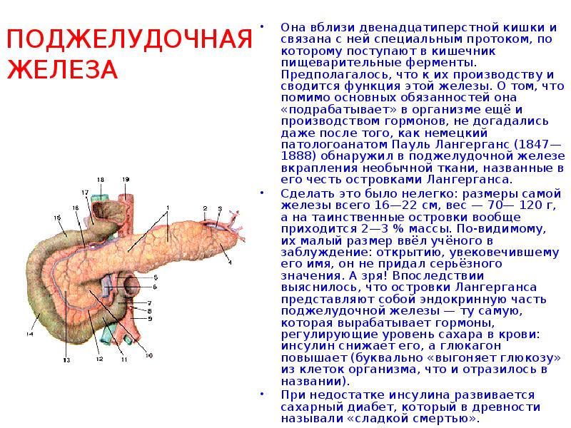 Препараты гормонов поджелудочной железы презентация