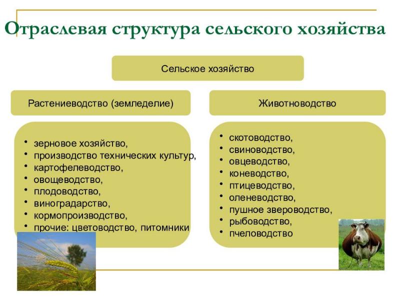 Презентация сельское хозяйство растениеводство 8 класс география