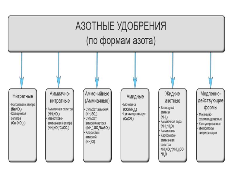 Что относится к азотным удобрениям. Азотные удобрения по формам азота. Амидная форма азота для растений. Виды азота в удобрениях. Минеральные азотные удобрения схема.