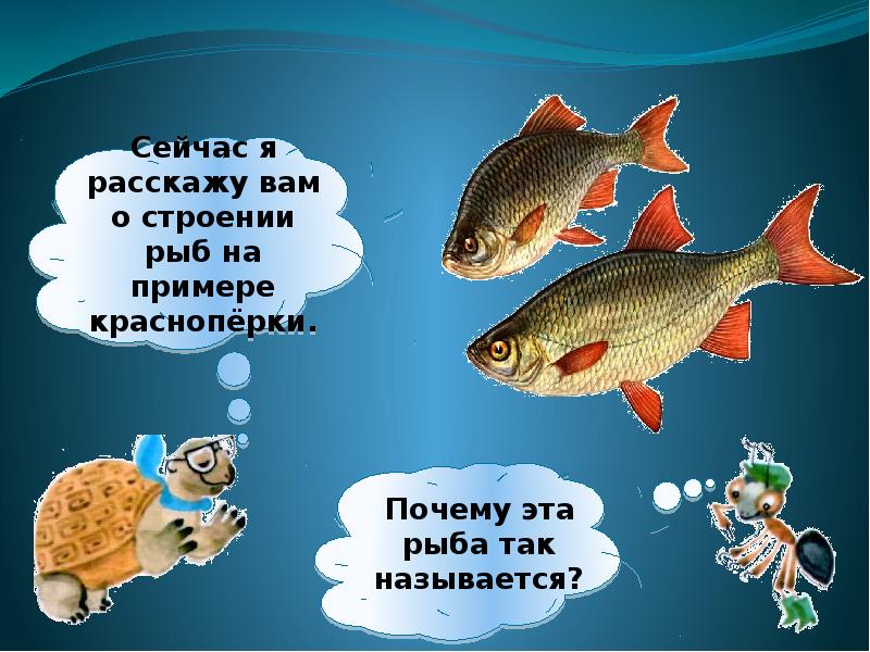Рыбы презентация для детей. Загадки про рыб. Загадки про рыб для детей. Загадки про рыб с картинками. Стихи про рыб.