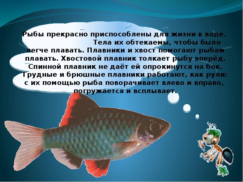 Сообщение про класс рыб. Сообщение о рыбе. Доклад про рыб. Рыба для презентации. Презентация на тему рыбы.