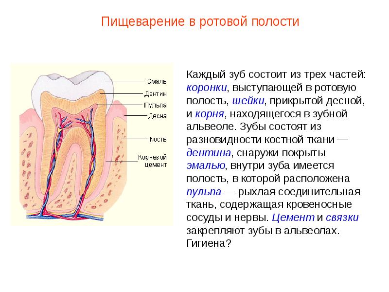 На рисунке рыхлая соединительная ткань зуба содержащая сосуды и нервы обозначена цифрой