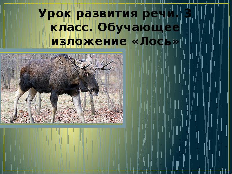 На поляну вышел огромный лось 3 класс. Изложение Лось. Изложение Лось 3 класс. Изложение 3 класс и лосиха. Изложение на тему лоси 2 класс.