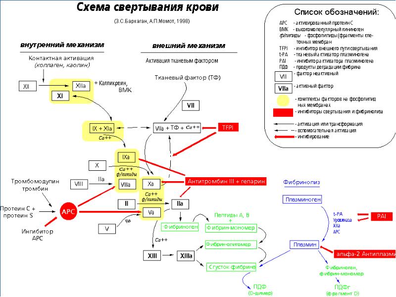 Факторы свертывания крови схема