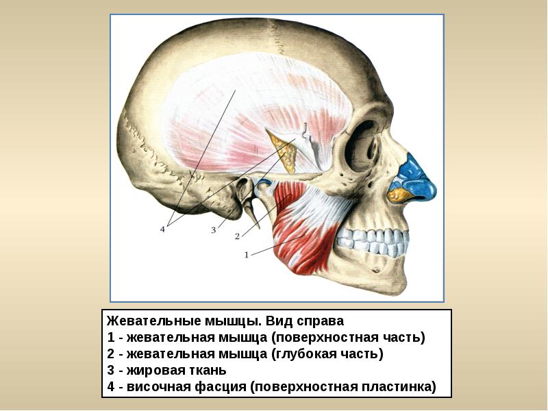 Жевательные мышцы презентация