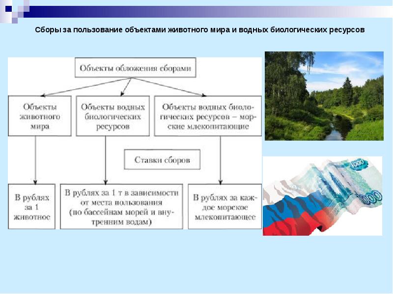 Сборы за пользование объектами животного мира и водных биологических ресурсов презентация