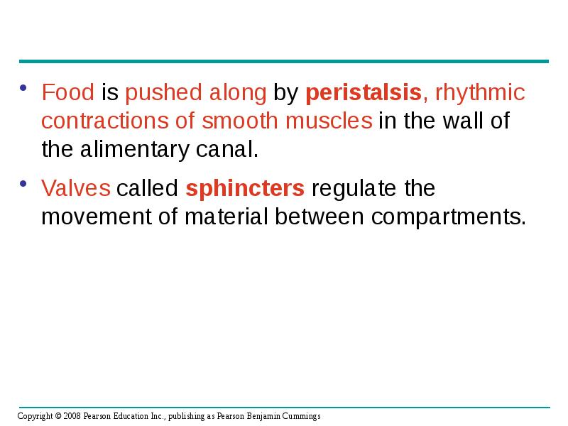 Food is pushed along by peristalsis, rhythmic contractions of smooth muscles Food is pushed along by peristalsis, rhythmic contractions of smooth muscles