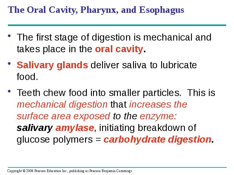 The Oral Cavity, Pharynx, and Esophagus
The first stage of digestion The Oral Cavity, Pharynx, and Esophagus
The first stage of digestion
