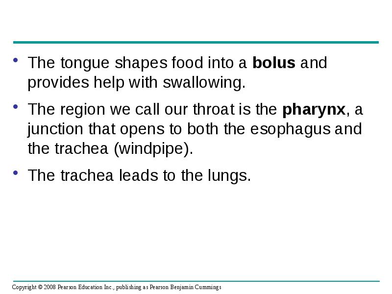The tongue shapes food into a bolus and provides help with The tongue shapes food into a bolus and provides help with