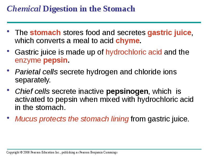 Chemical Digestion in the Stomach
The stomach stores food and secretes Chemical Digestion in the Stomach
The stomach stores food and secretes