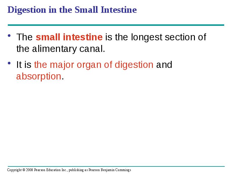 Digestion in the Small Intestine
The small intestine is the Digestion in the Small Intestine
The small intestine is the