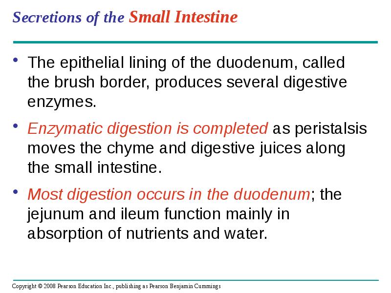 Secretions of the Small Intestine
The epithelial lining of the duodenum, Secretions of the Small Intestine
The epithelial lining of the duodenum,