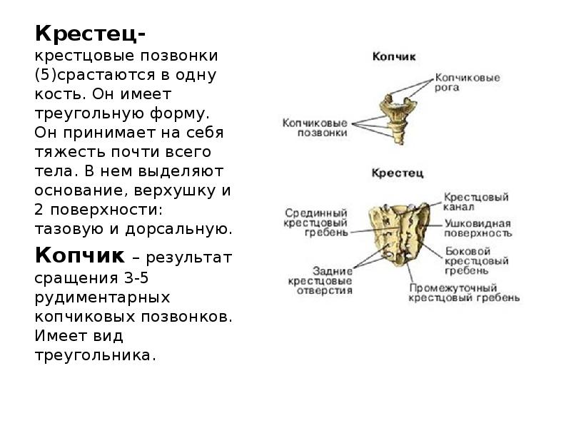 Что нужно чтобы срослась кость