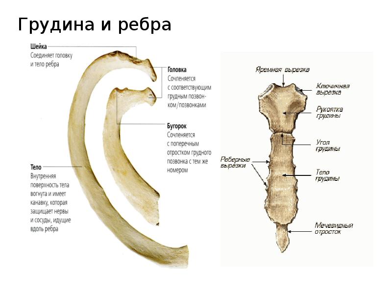 Ребра человека фото с описанием костей