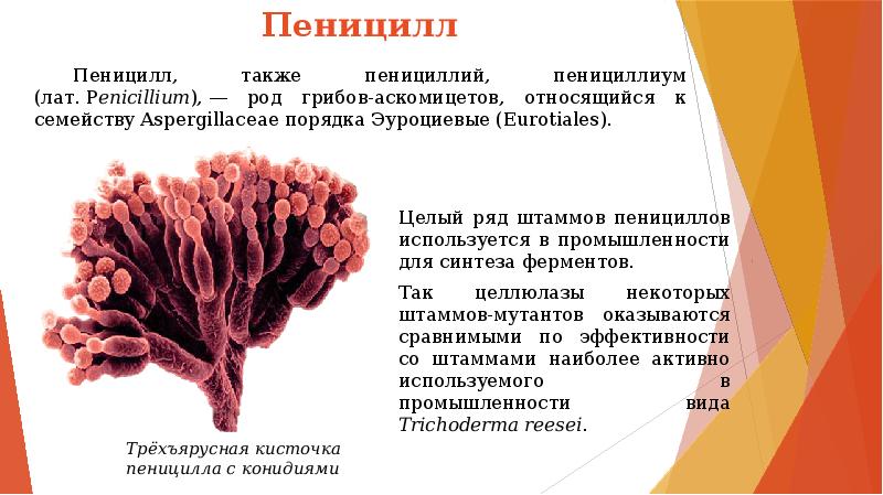 Пеницилл гриб описание. Пеницилл аскомицеты грибы. Род грибов пеницилл. Род Penicillium.