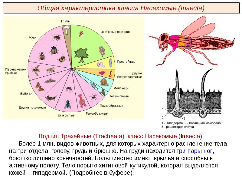 Насекомые проект 2 класс