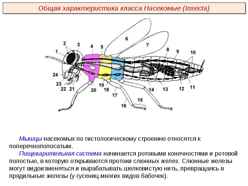 Дыхательная система презентация пименов