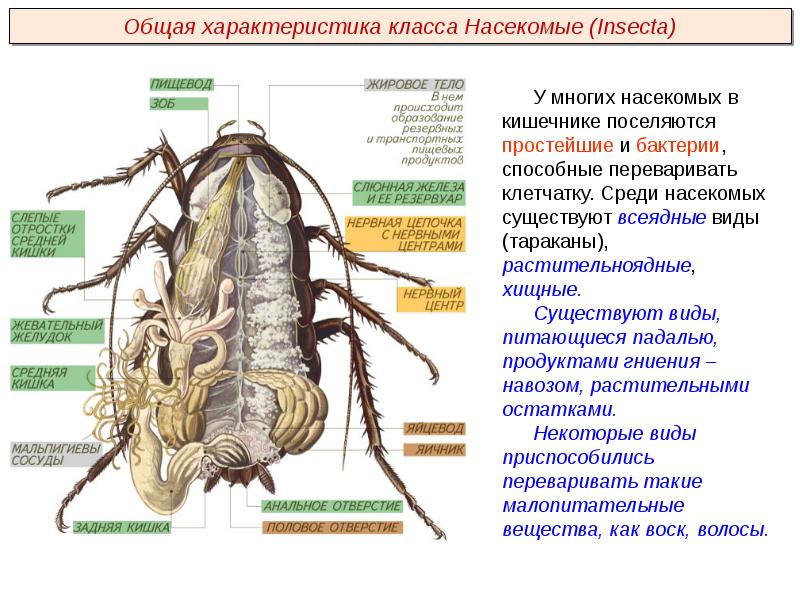 Насекомые проект 2 класс