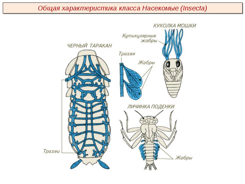 Насекомые проект 2 класс